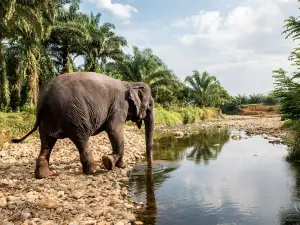 Phang Nga Elephant Park