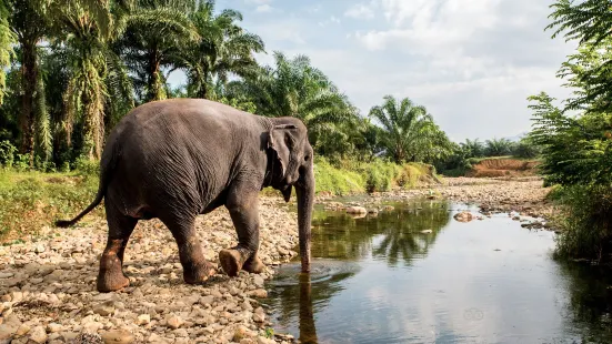 Phang Nga Elephant Park