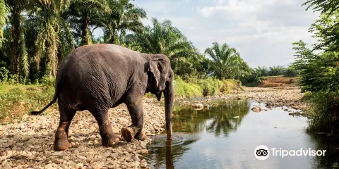 Phang Nga Elephant Park