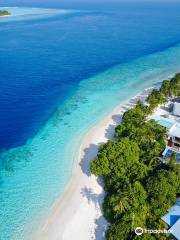 Maldivers