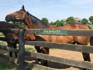 Old Friends at Dream Chase Farm