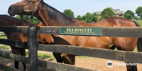 Old Friends at Dream Chase Farm