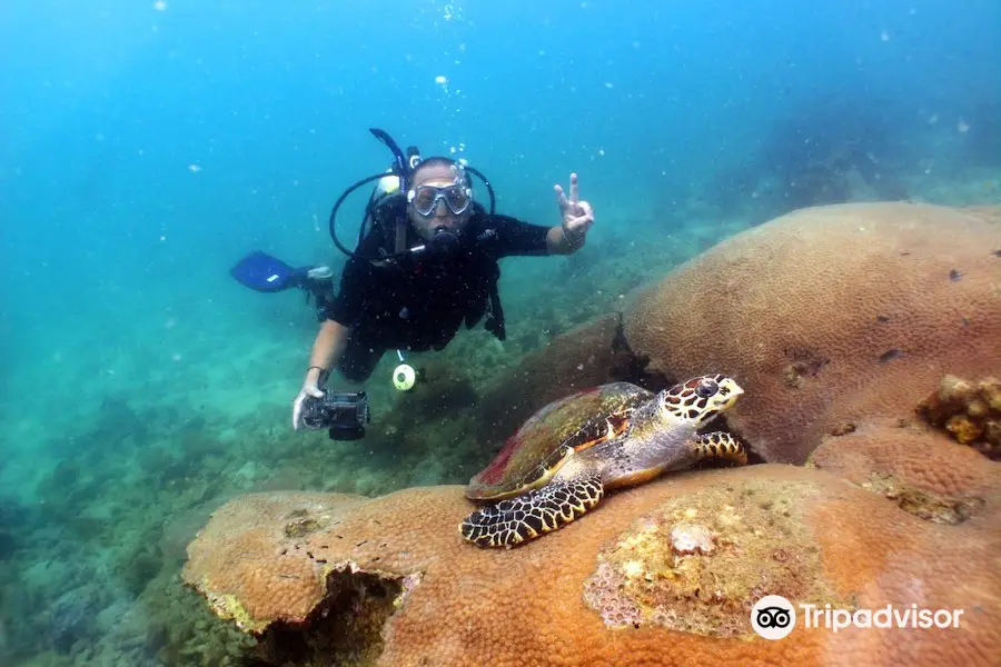 Dive In Pattaya