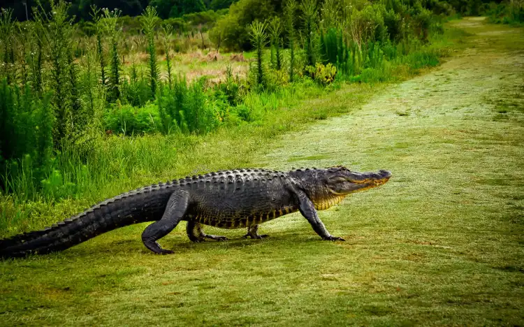 Hotels in Alachua County