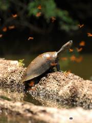 Wild Watch Peru