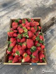 Berrylicious Strawberries