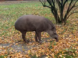 Königsberger Tiergarten