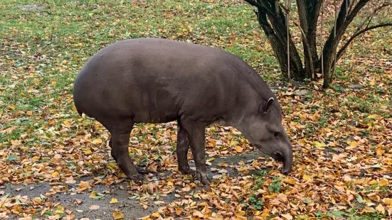 カリーニングラード動物園