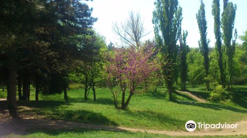 Botanical Garden of Professor I. S. Kosenko