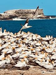 Point Danger Gannet Colony