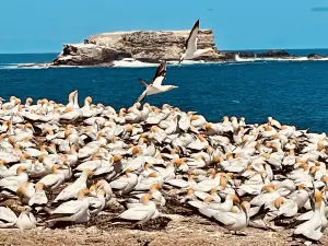 Point Danger Gannet Colony