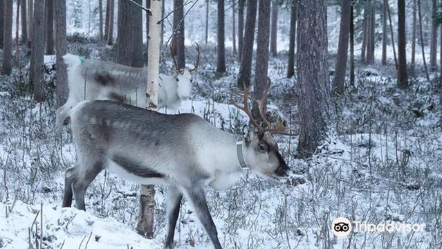 Kaatis Reindeers