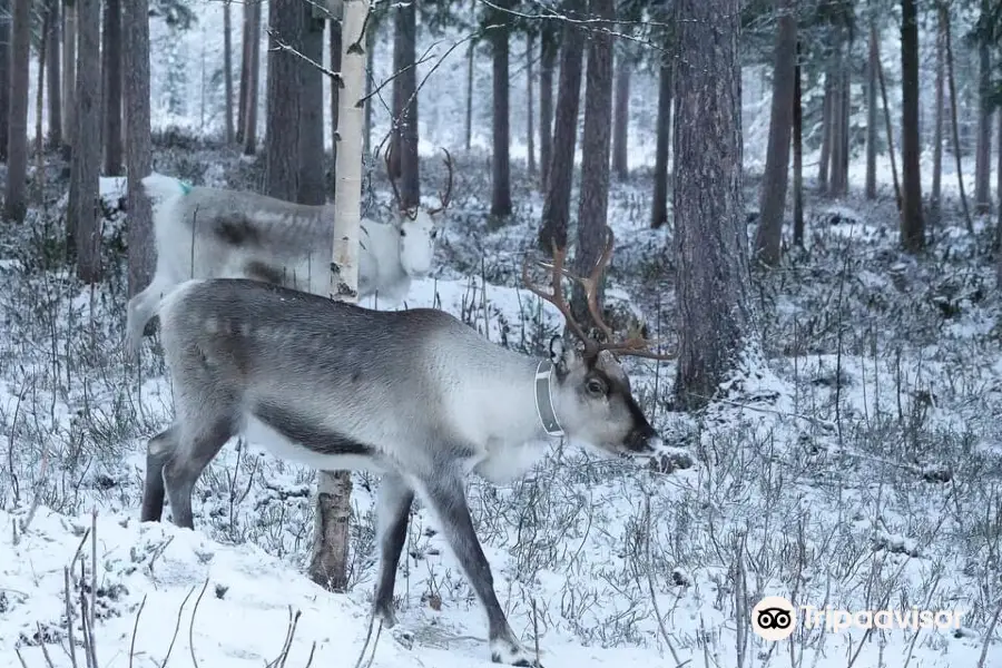 Kaatis Reindeers