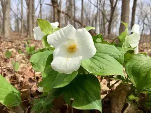 Lilly Nature Center