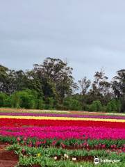 Table Cape Tulip Farm