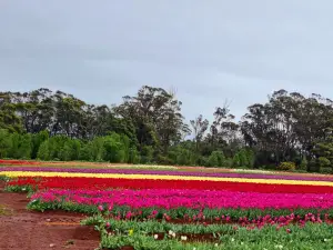 Table Cape Tulip Farm