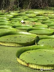 Kanapaha Botanical Gardens