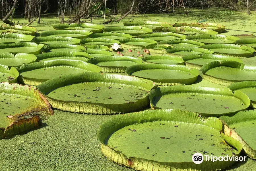 Kanapaha Botanical Gardens