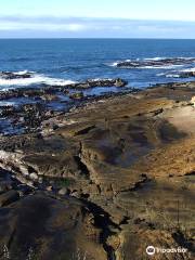 Shag Point Nature Reserve