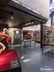 Body Worlds Museum - Anatomy of happiness