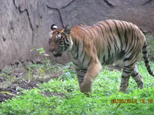 Rajiv Gandhi Zoological Park & Wildlife Research Center