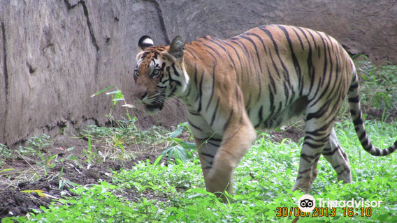 Rajiv Gandhi Zoological Park & Wildlife Research Center