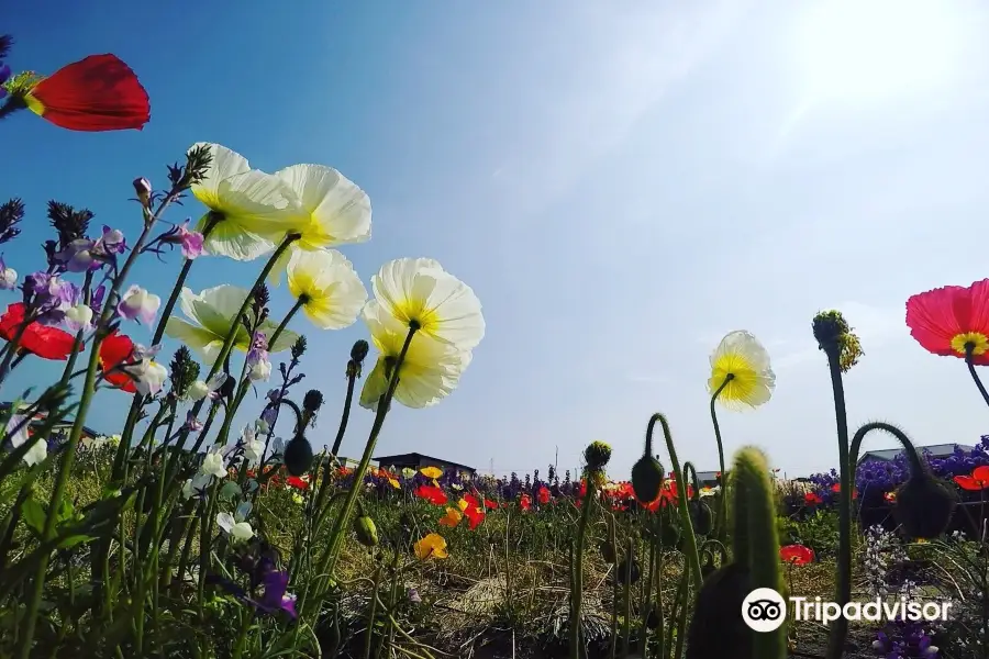 Flower Fields of Chikura-cho