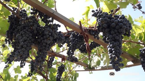 Azienda Agricola Maggi Giorgio di Maggi Lucia