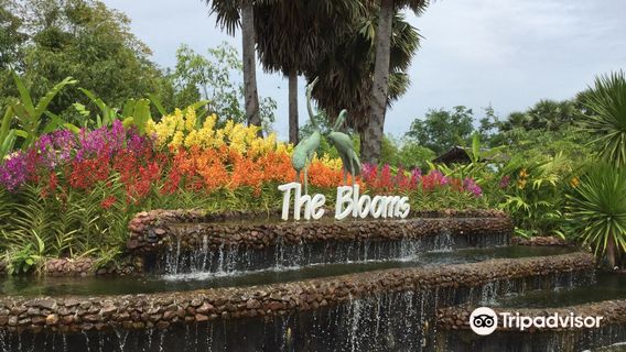 The Blooms Orchid Park