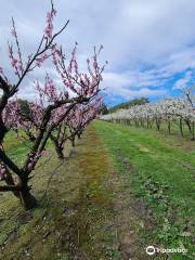 Rayner's Orchard