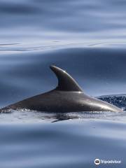 Bussard & Inia Ocean Explorer Tazacorte