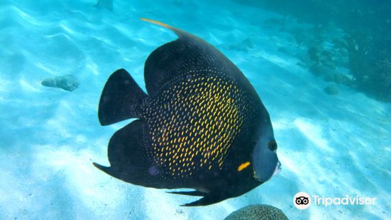 Zoe Snorkeling Charters