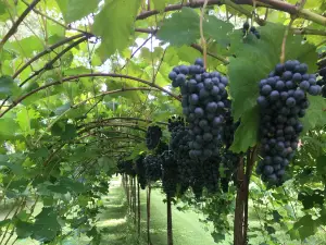 Trillium Vineyard, LLC