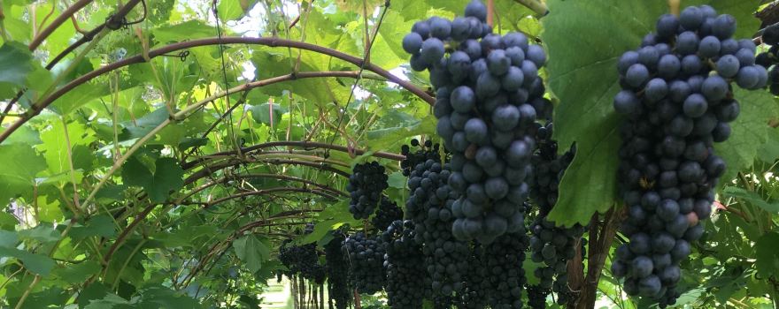 Trillium Vineyard, LLC