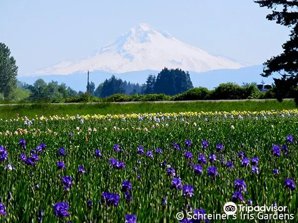 Schreiner's Iris Gardens