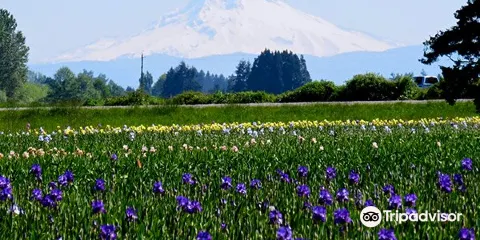 Schreiner's Iris Gardens