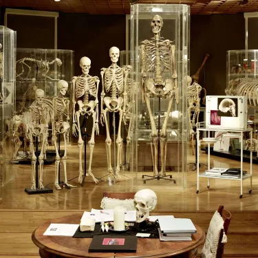 Anatomisches Museum / Medizinische Universität Innsbruck