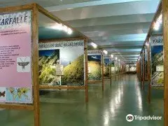 Museo Entomologico nel Regno delle Farfalle - Onlus