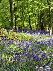 Saltwells Local Nature Reserve