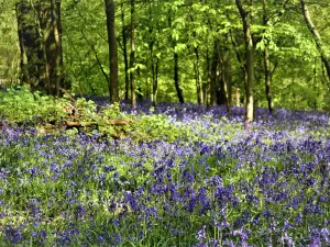 Saltwells Local Nature Reserve