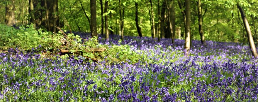 Saltwells Local Nature Reserve