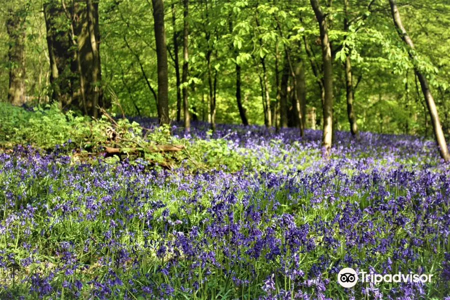 Saltwells Local Nature Reserve