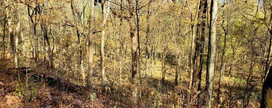 Beall Woods State Park
