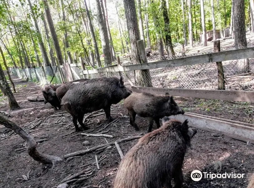 Wildschweingehege (Wild Pig Enclosure)