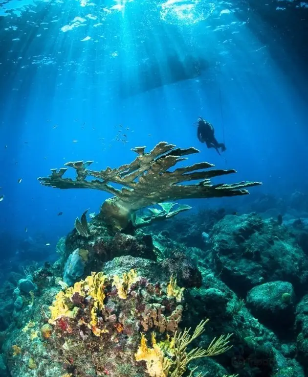 Saba