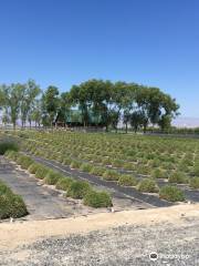 Trinity Gardens Lavender Farm