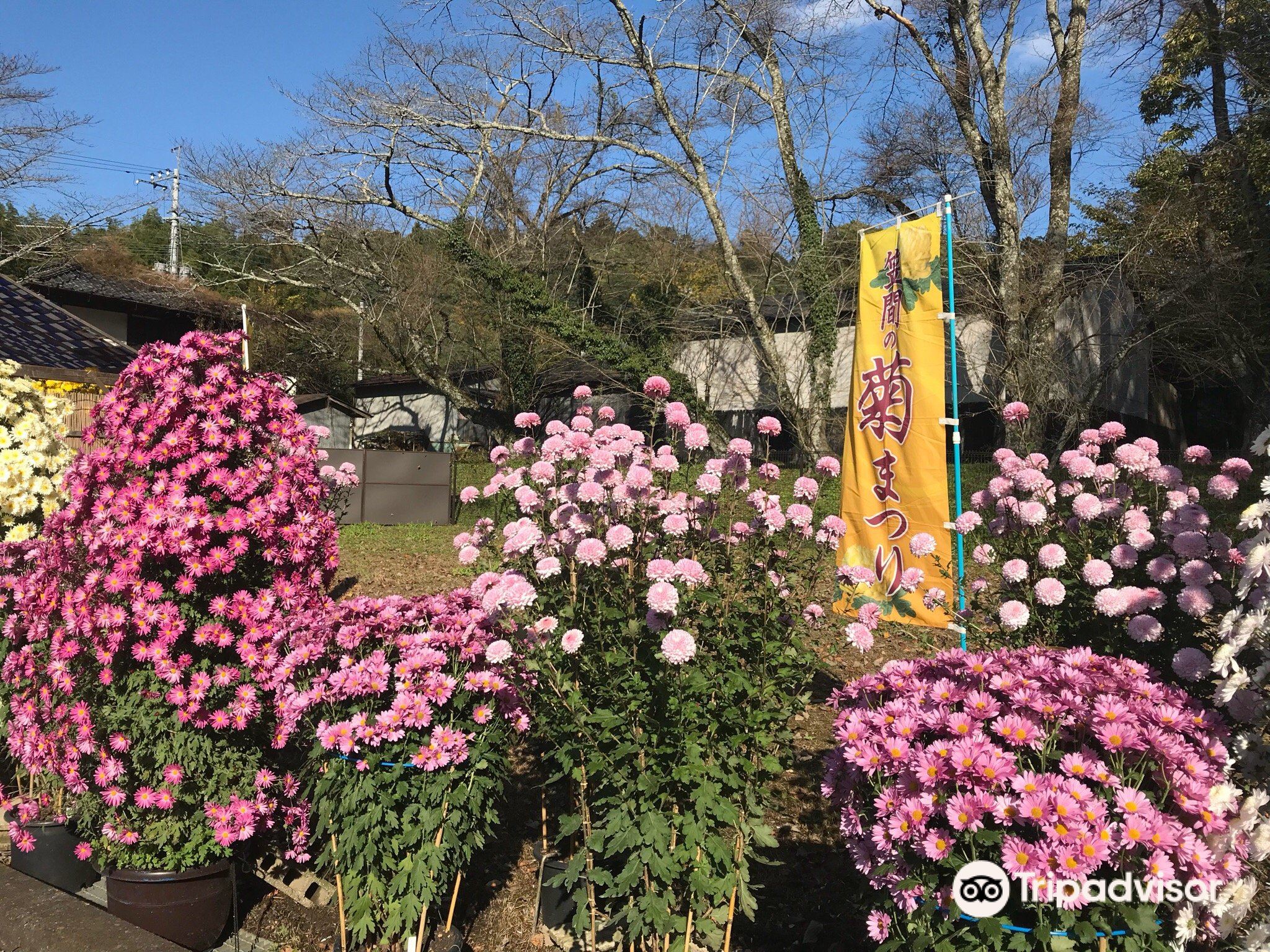 Kasama Chrysanthemum Festival | 가사마 시