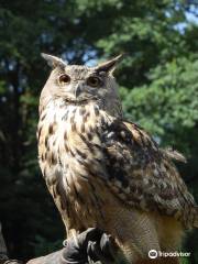 Greifvogelpark Grafenwiesen