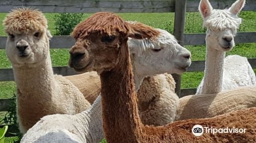 West Wight Alpacas & Llamas