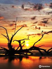 Driftwood Beach